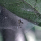 Una araña Anelosimus eximius. Imagen: Philippe Fernandez-Fournier